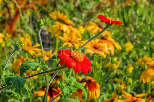 Mexican sunflower in summer Stock photo © LianeM