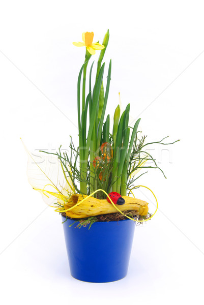 narcissus with lady beetle 01 Stock photo © LianeM
