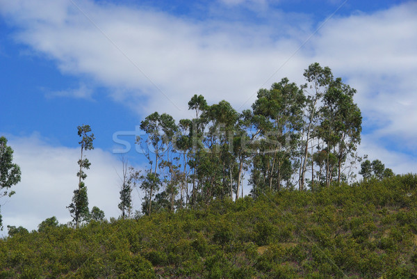 Stock photo: Granadilla 04