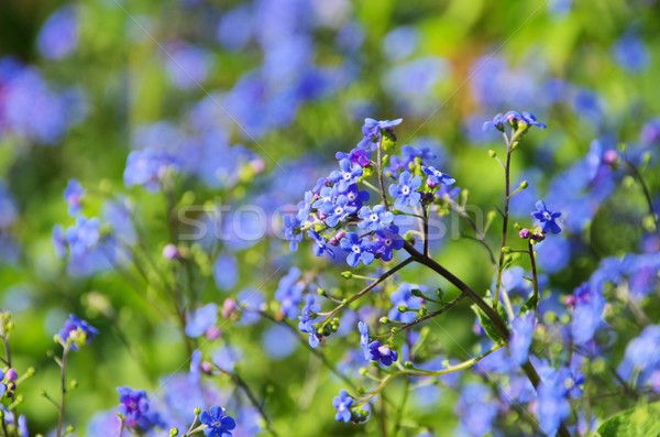 Brunnera macrophylla  Stock photo © LianeM