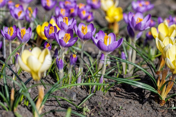 Crocus  Stock photo © LianeM