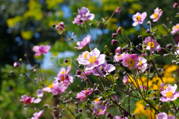 Japanese anemone flowers in summer Stock photo © LianeM