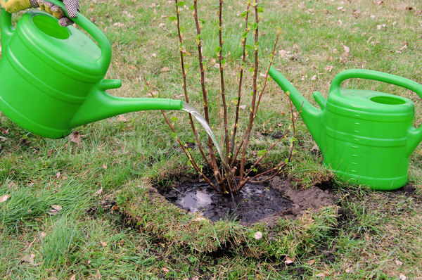 watering a shrub 03 Stock photo © LianeM
