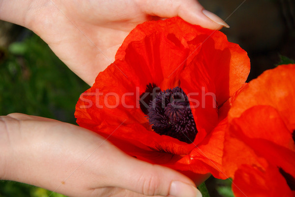 oriental poppy in hands 02 Stock photo © LianeM