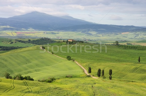 Tuscany cypress trees with track  Stock photo © LianeM