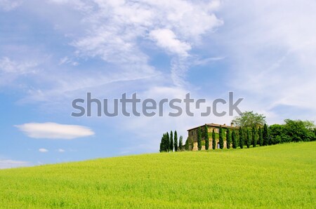 Stockfoto: 25 · boom · gras · bomen · veld · groene