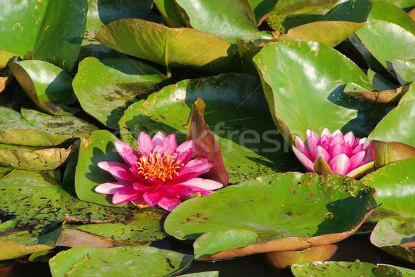 water lily 27 Stock photo © LianeM