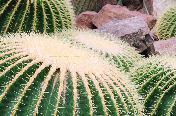 Golden Barrel Cactus 02 Stock photo © LianeM
