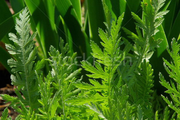 leaf from Yarrow 02 Stock photo © LianeM