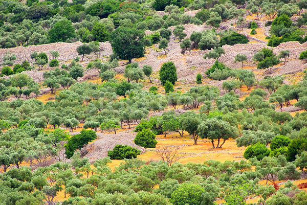 Olajbogyó liget 22 fa kő sziget Stock fotó © LianeM
