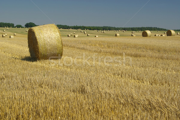 bale of straw 14 Stock photo © LianeM