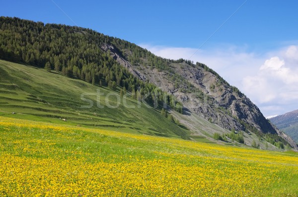 Engadin near St. Moritz  Stock photo © LianeM