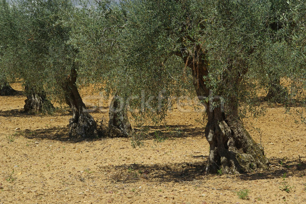 Olivenöl Hain Baum Bäume Pflanzen Schmutz Stock foto © LianeM