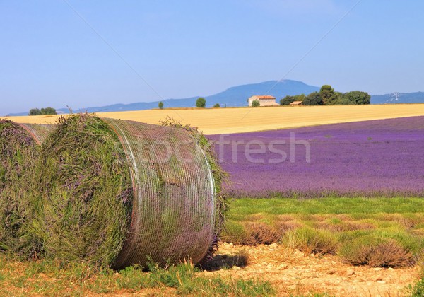 lavender field harvest  Stock photo © LianeM