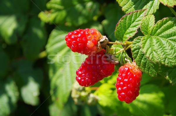 Foto stock: Framboesa · verde · folhas · vermelho · frutas · comer