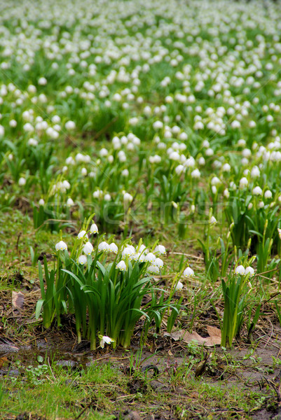 wild daffodil  Stock photo © LianeM