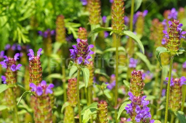 цветок лет синий листьев травы Purple Сток-фото © LianeM