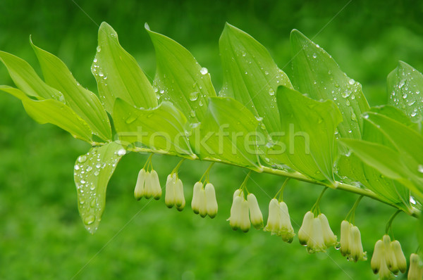 Selar 14 floresta folha verde branco Foto stock © LianeM