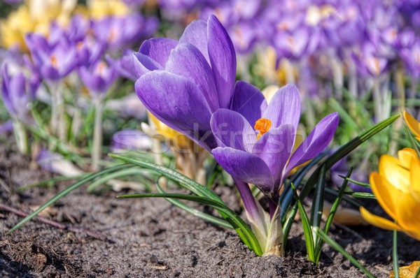 Crocus  Stock photo © LianeM