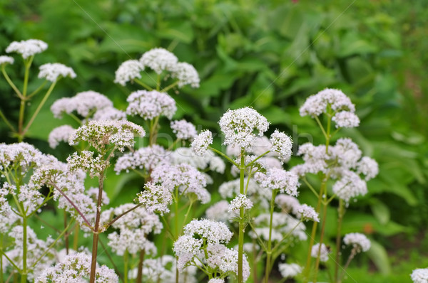 Valeriana, a medicinal plant Stock photo © LianeM