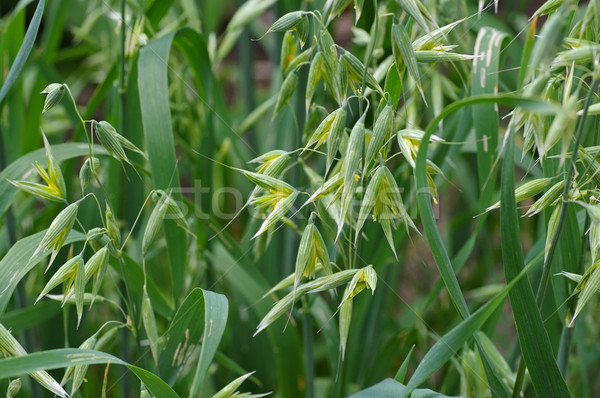 Stock photo: Oat plant the fruiting stem