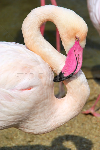 Flamingo 01 Stock photo © LianeM