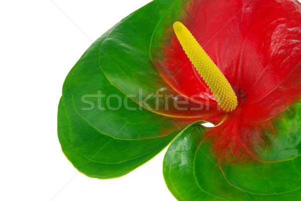 Stock fotó: Virág · természet · levél · zöld · piros · növények