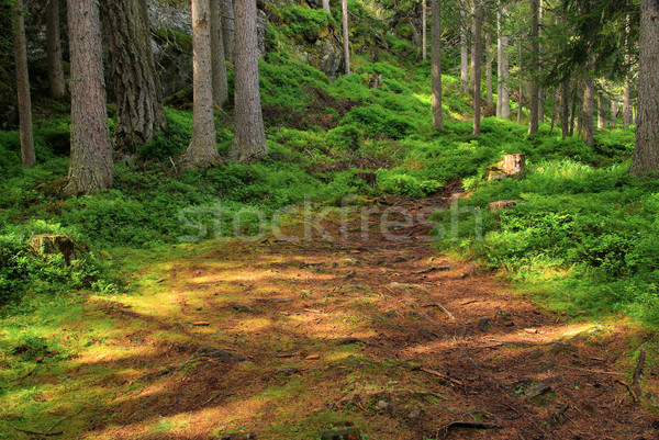 болото дерево природы горные зеленый холме Сток-фото © LianeM