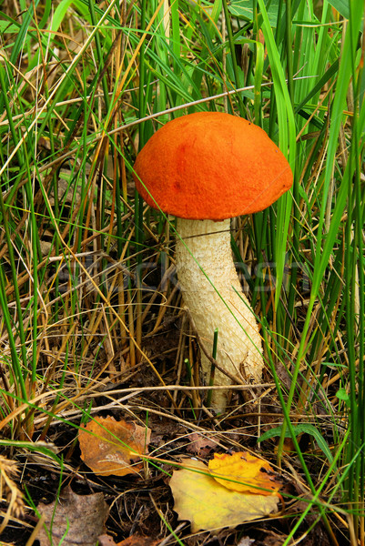 Rotkappe - red cap mushroom 06 Stock photo © LianeM