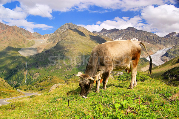 alp cow 20 Stock photo © LianeM