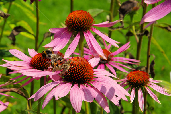 Purple Coneflower 38 Stock photo © LianeM