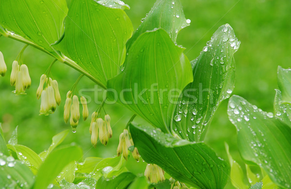 Sceau 18 forêt feuille vert blanche [[stock_photo]] © LianeM