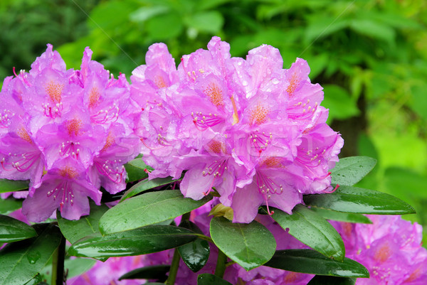 Rhododendron 14 Stock photo © LianeM