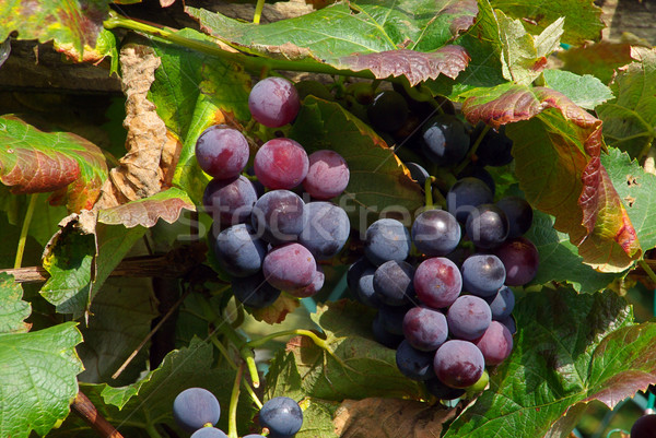 Winogron 24 owoców ogród lata czarny Zdjęcia stock © LianeM