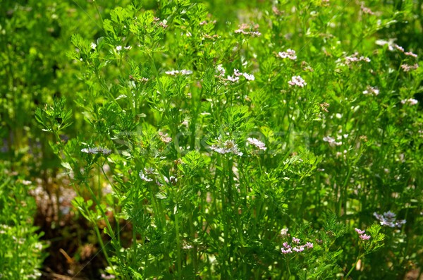 Stockfoto: Koriander · plant · medische · natuur · bladeren · Spice