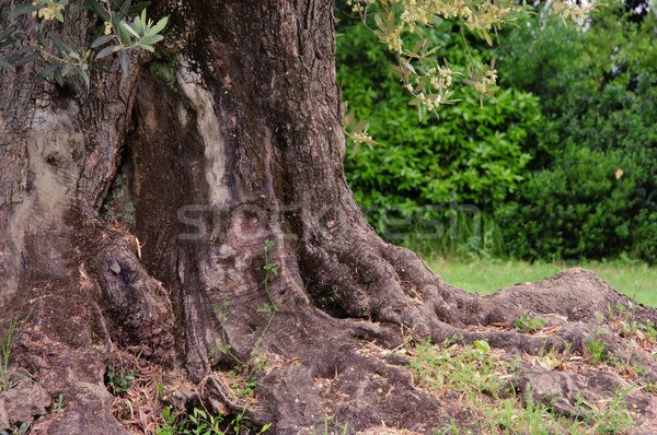 Olajfa fa fa természet levelek ág Stock fotó © LianeM