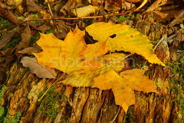 maple leaf 10 Stock photo © LianeM