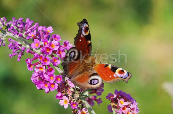 été européenne paon nature jardin [[stock_photo]] © LianeM