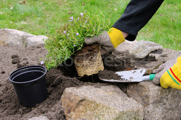 Stock photo: shrub planting 09