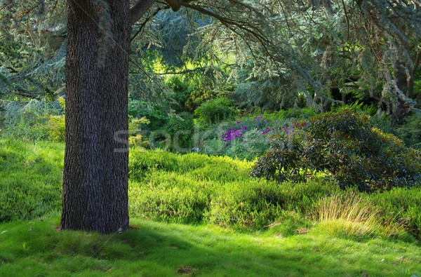 cedar and rhododendron  Stock photo © LianeM