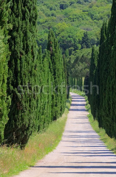 cypress avenue  Stock photo © LianeM