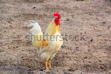 chicken 19 Stock photo © LianeM