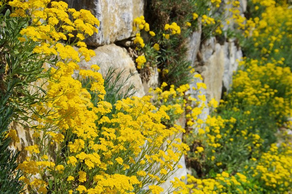 Alyssum saxatile  Stock photo © LianeM