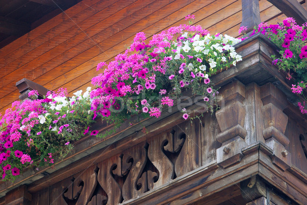 Stock photo: petunia 09