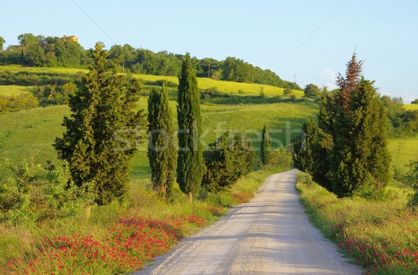 Tuscany cypress trees with track Stock photo © LianeM