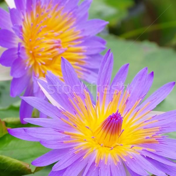 water lily  Stock photo © LianeM