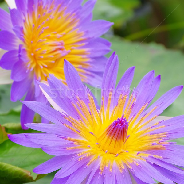 water lily  Stock photo © LianeM