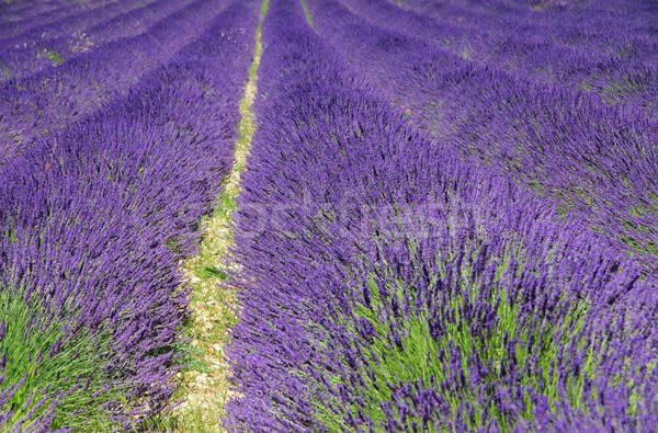Lavendel veld bloemen schoonheid veld groene plant Stockfoto © LianeM
