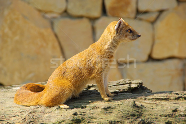 Yellow Mongoose 03 Stock photo © LianeM