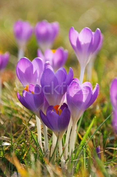 Crocus  Stock photo © LianeM